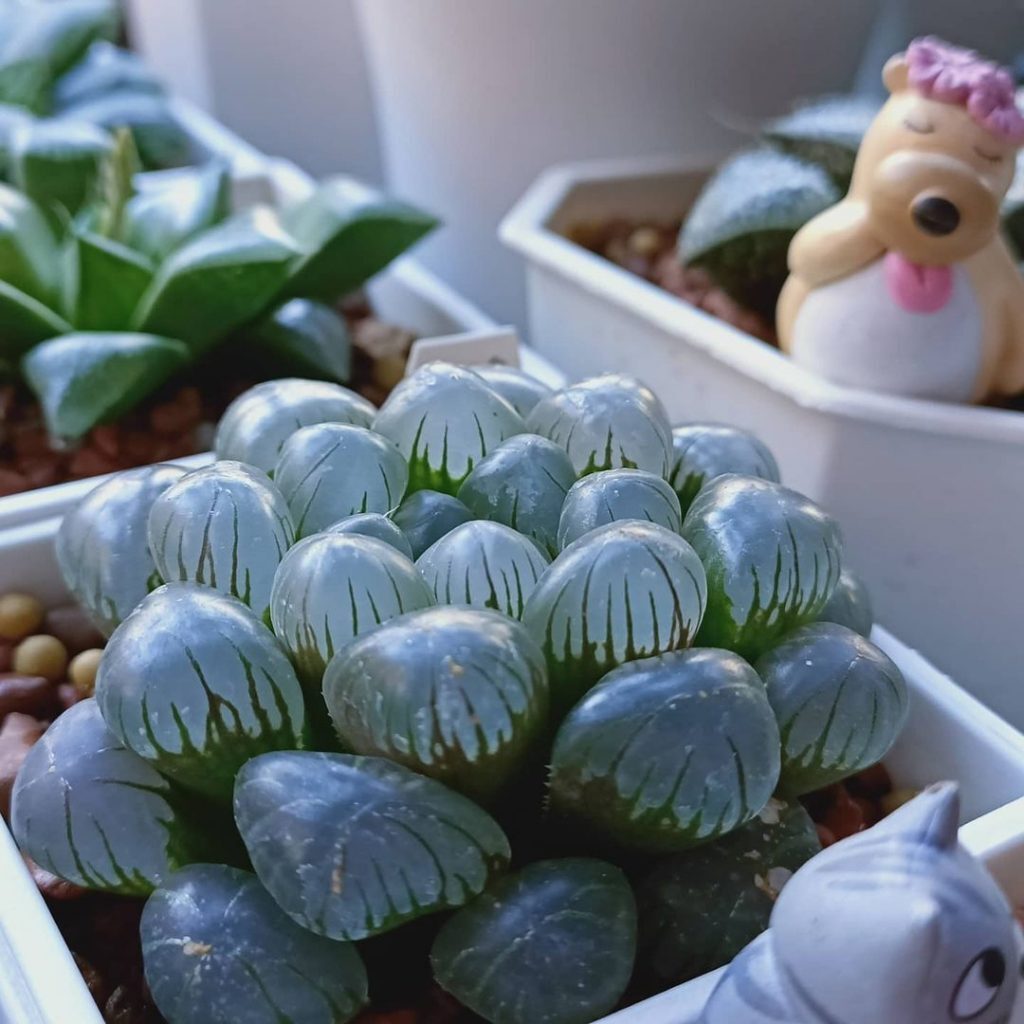 Suka Memelihara Sukulen? Ketahui Jenis-Jenis Sukulen yang Unik dan ... Suka Memelihara Sukulen? Ketahui Jenis-Jenis Sukulen yang Unik dan ...