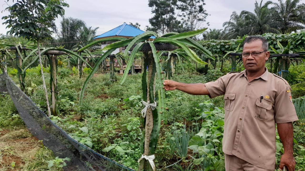 Inilah Hal yang Perlu Dilakukan Saat Tanaman Mangga Sedang Berbunga ... Inilah Hal yang Perlu Dilakukan Saat Tanaman Mangga Sedang Berbunga ...