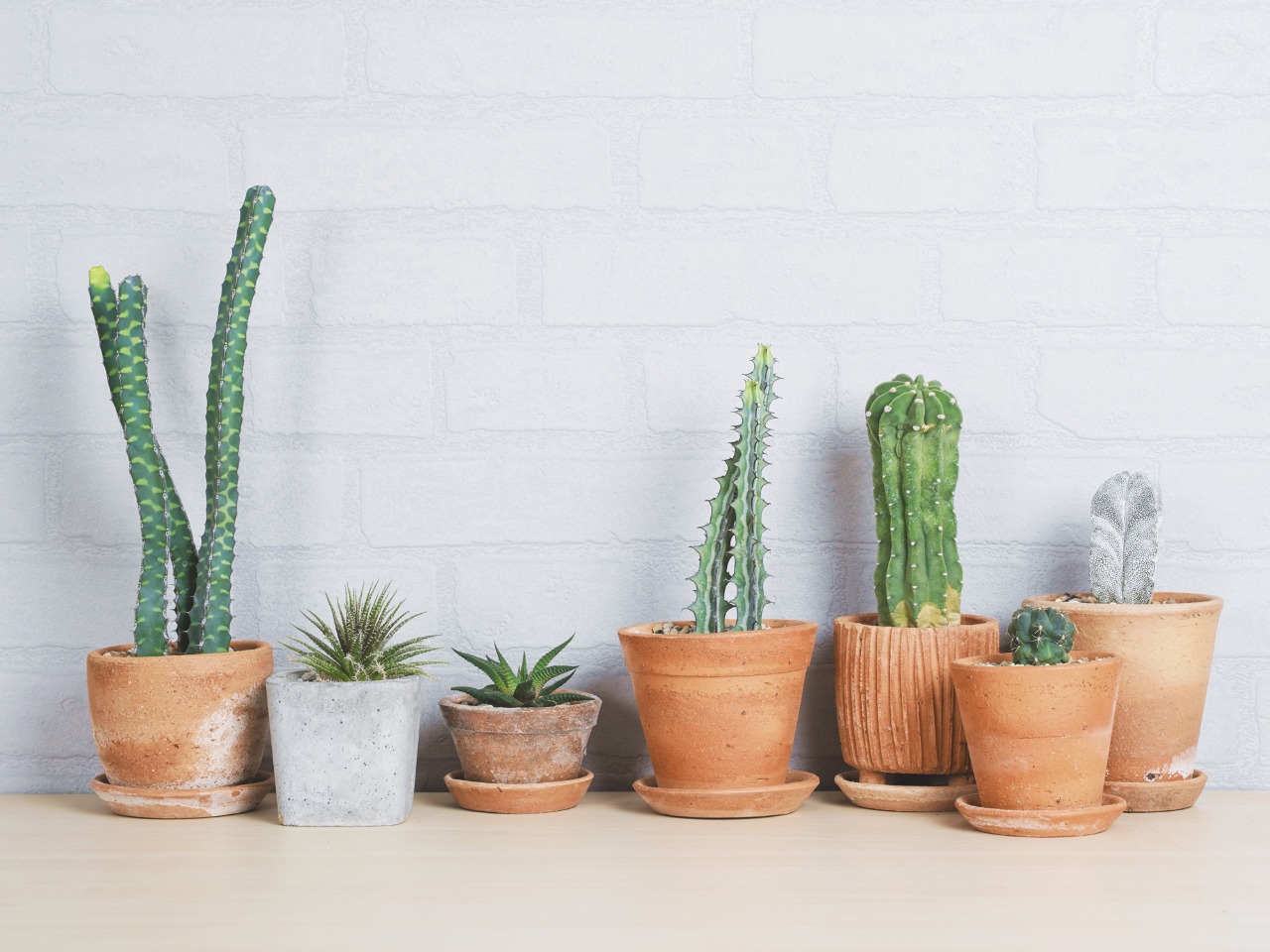 Mengenal Perbedaan Tanaman Hias Kaktus dan Sukulen Mengenal Perbedaan Tanaman Hias Kaktus dan Sukulen