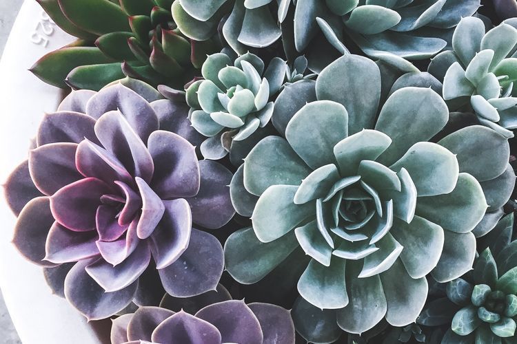 15+ Tanaman Sukulen : Perbedaan, Ciri, Habitat, Jenis (Super Lengkap) 15+ Tanaman Sukulen : Perbedaan, Ciri, Habitat, Jenis (Super Lengkap)