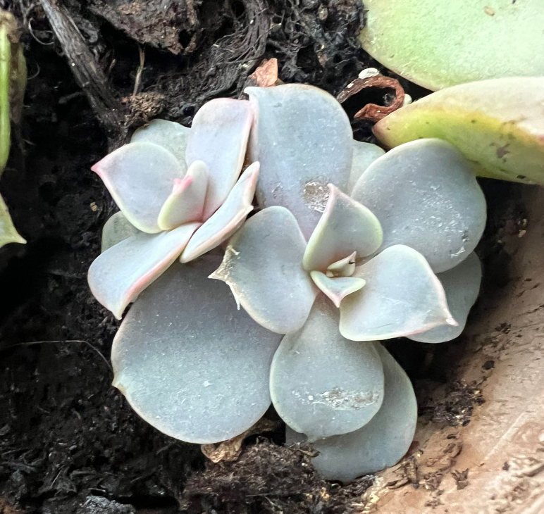 Propagating My Echeveria prolifica: Step-by-Step Guide
