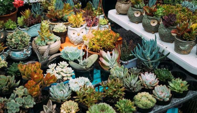 9 Kesalahan Umum Merawat Sukulen yang Jarang Disadari