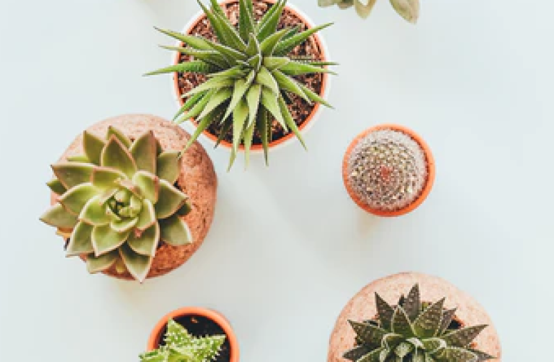 Panduan Merawat Tanaman Sukulen - Blibli Friends