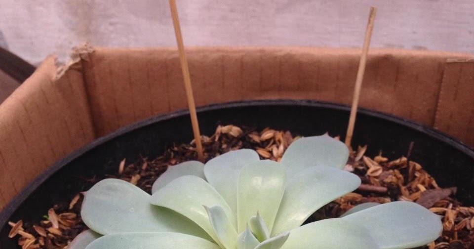 Etiolasi pada Sukulen | Succulentpedia