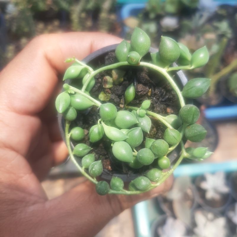 Jual SUKULEN GANTUNG X5 / KAKTUS GANTUNG / STRING OF PEARL / TANAMAN ... Jual SUKULEN GANTUNG X5 / KAKTUS GANTUNG / STRING OF PEARL / TANAMAN ...