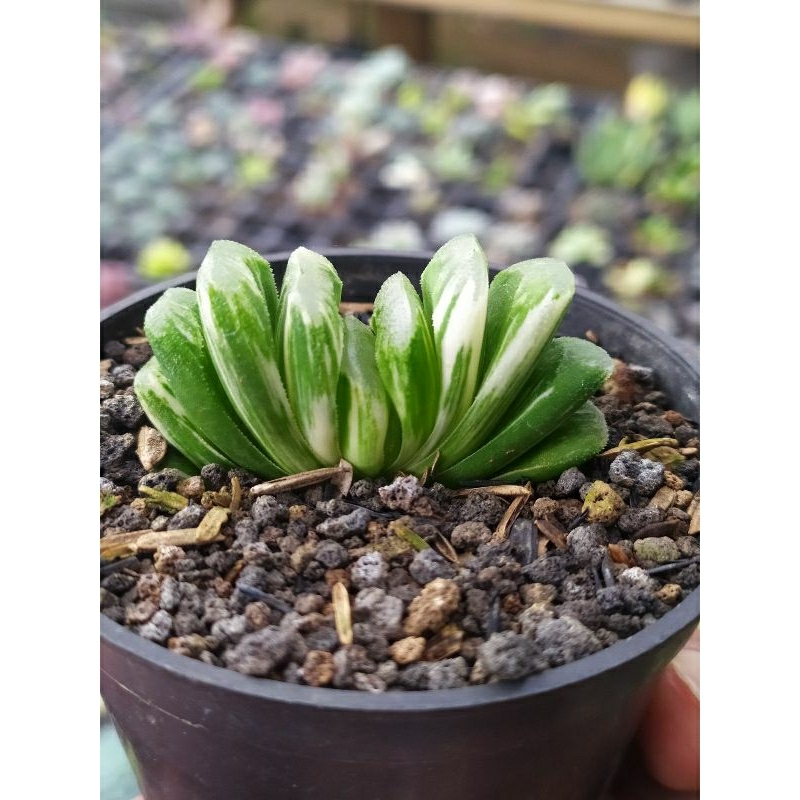 π²πππππ, πΊππππππ ξπ
ππξ πΊπππππππππ | ID: S. Gracilis ξVariegataξ SIZE : Pot ... π²πππππ, πΊππππππ ξπ
ππξ πΊπππππππππ | ID: S. Gracilis ξVariegataξ SIZE : Pot ...