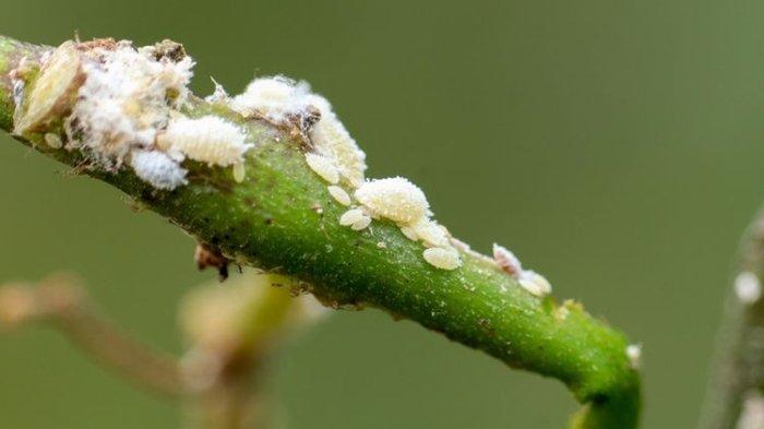 5 Penyebab Daun Tanaman Hias Cepat Menguning 5 Penyebab Daun Tanaman Hias Cepat Menguning