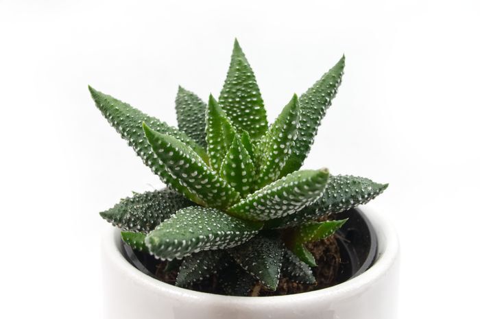 Cara Merawat Bunga Sukulen Bagi Pemula Agar Tidak Busuk – Three Bouquets Cara Merawat Bunga Sukulen Bagi Pemula Agar Tidak Busuk – Three Bouquets