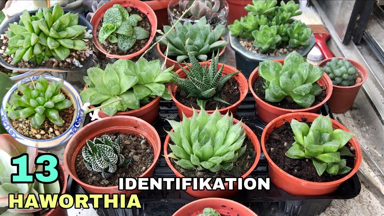 Detail Jenis Jenis Sukulen Dan Gambarnya Koleksi Nomer 13 Detail Jenis Jenis Sukulen Dan Gambarnya Koleksi Nomer 13