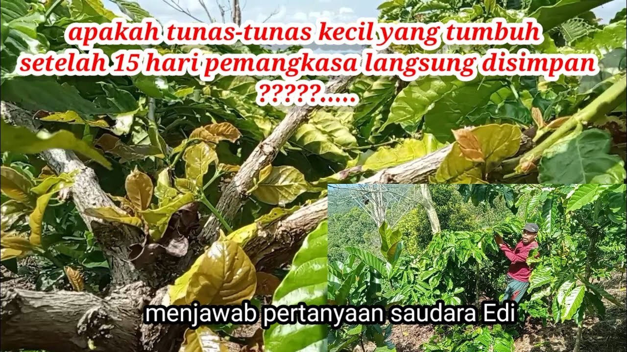 BERAPA LAMA ADENIUM TUMBUH TUNAS BATANG SETELAH DIPOTONG - YouTube BERAPA LAMA ADENIUM TUMBUH TUNAS BATANG SETELAH DIPOTONG - YouTube