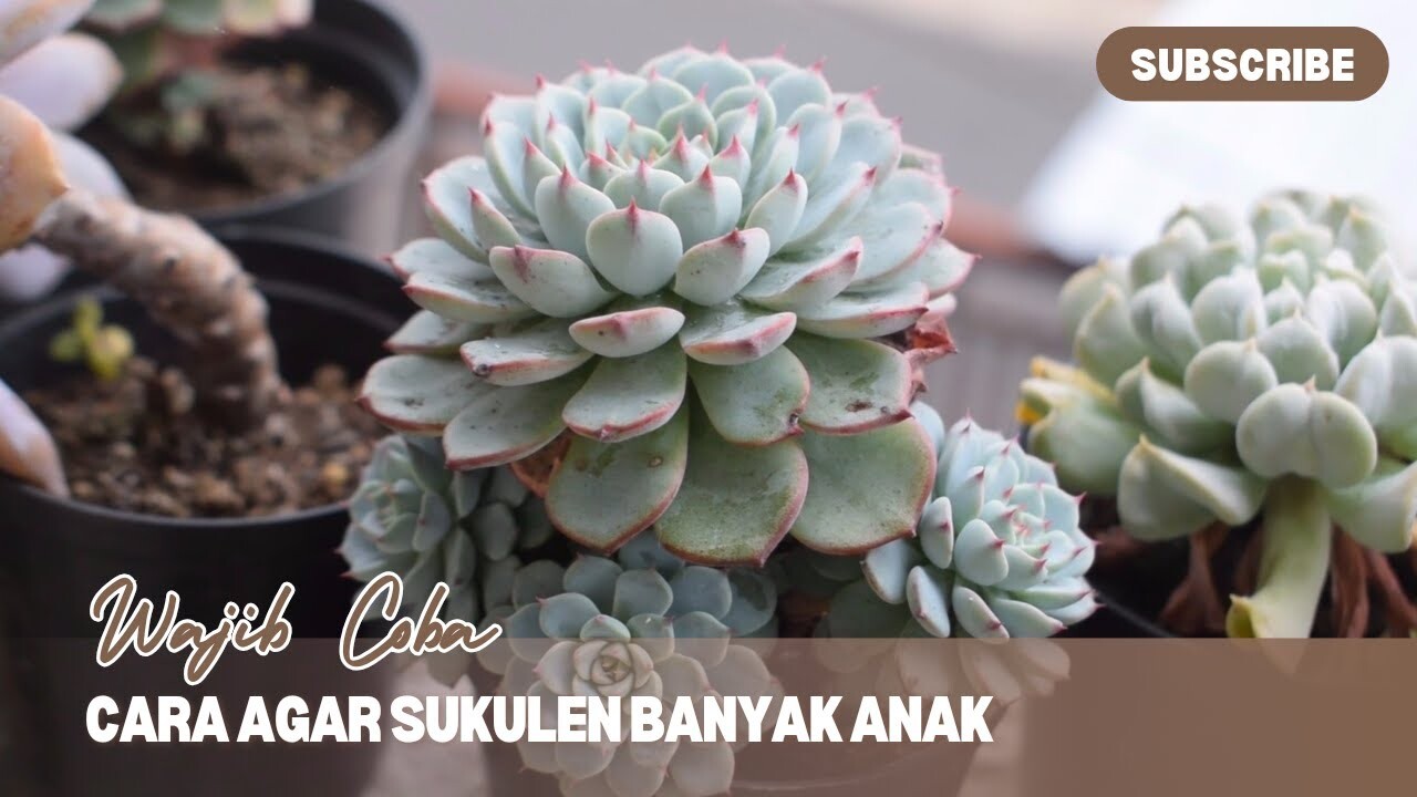 Propagasi sukulen dari anakan baru || cara memperbanyak sukulen || cara ...
