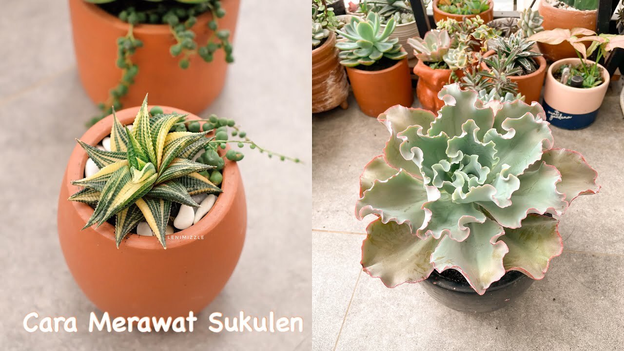 Rutinitas Merawat Sukulen - Cara Merawat Sukulen - YouTube