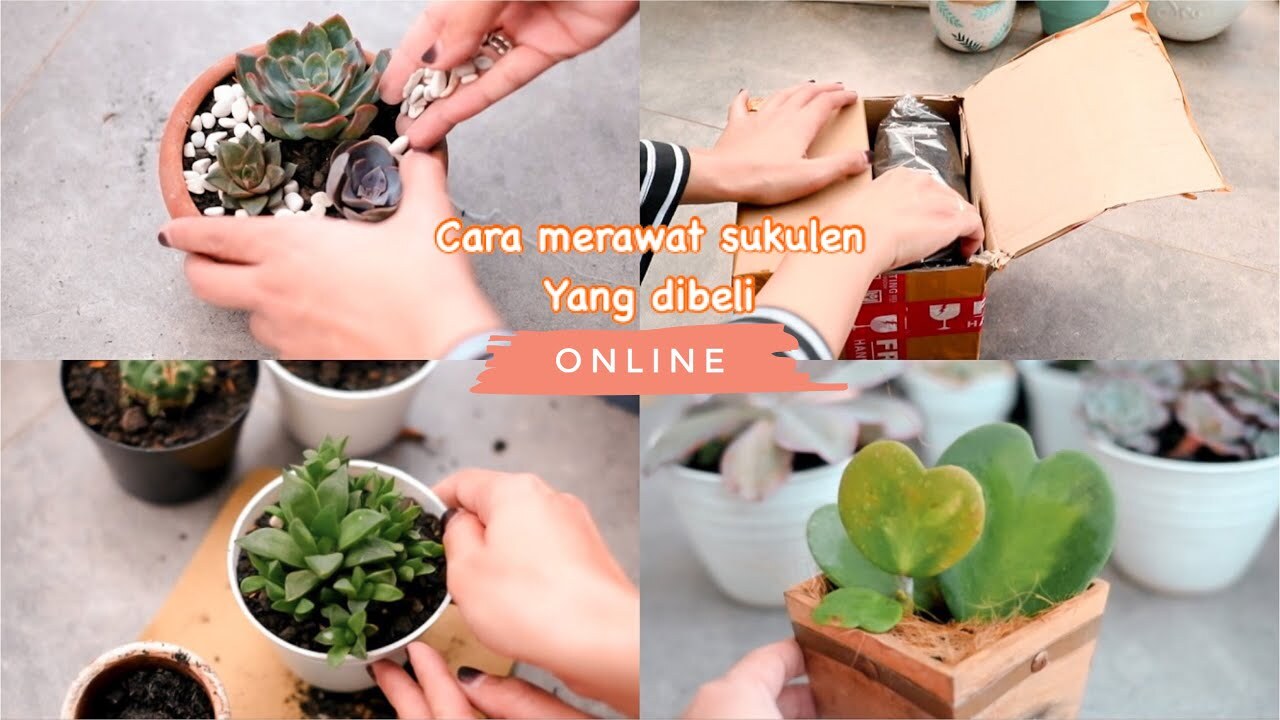 Cara Merawat Sukulen Yang Dibeli Online - Repotting Sukulen - YouTube Cara Merawat Sukulen Yang Dibeli Online - Repotting Sukulen - YouTube