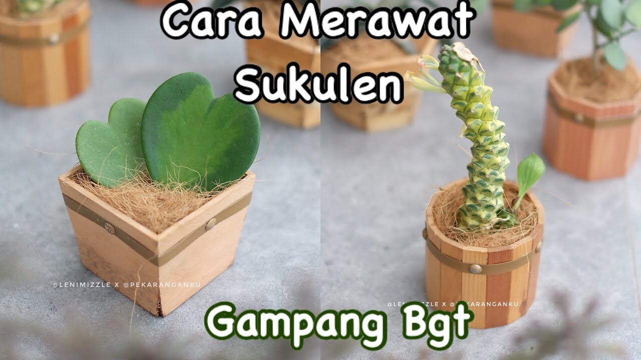 Cara Menyiram Sukulen Mini Yang Habis Pindah Media Tanam Baru - YouTube