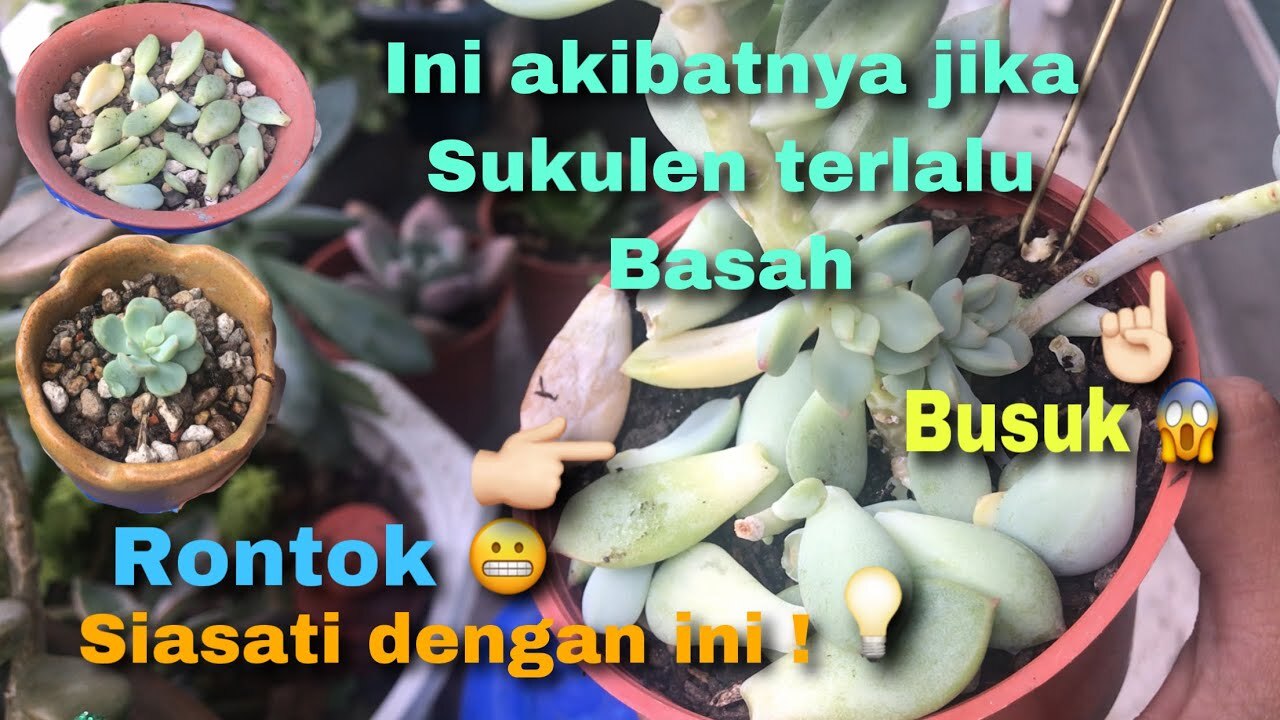 Tips REPOTTING Anggrek || tanpa membuat si ANGGREK stress - YouTube Tips REPOTTING Anggrek || tanpa membuat si ANGGREK stress - YouTube