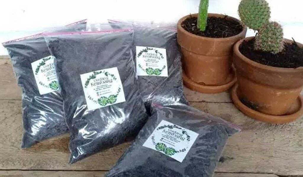 Jual Tanaman sukulen medium (tanaman saja) | Shopee Indonesia