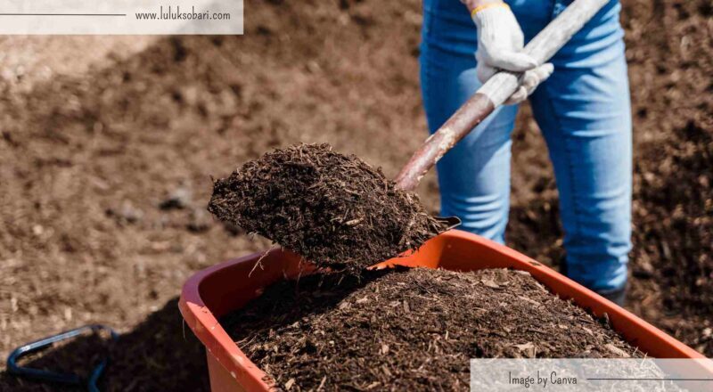 Jual Media Tanam Kaktus Sukulen Mix - Kemasan 500 gr | Shopee Indonesia Jual Media Tanam Kaktus Sukulen Mix - Kemasan 500 gr | Shopee Indonesia