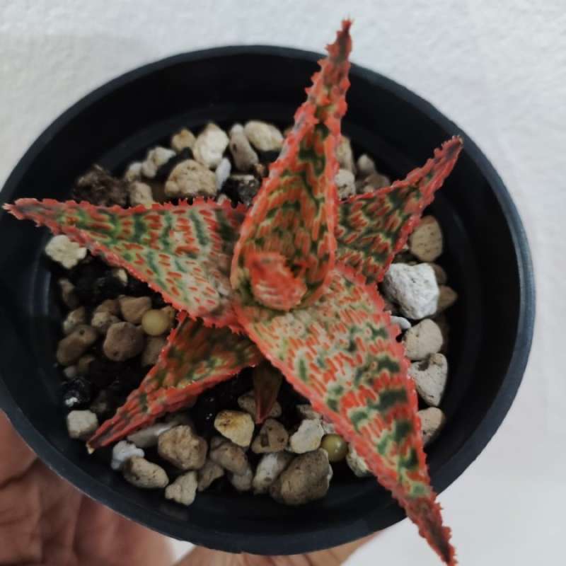 Cara Memperbanyak Anakan / Tunas Anggrek Bulan Dengan Lidah Buaya - YouTube Cara Memperbanyak Anakan / Tunas Anggrek Bulan Dengan Lidah Buaya - YouTube