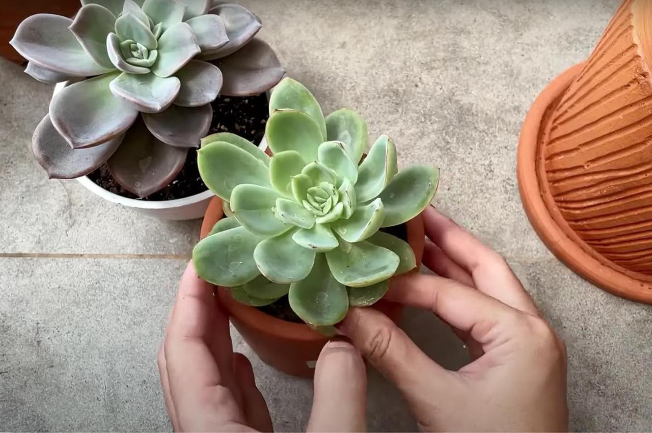 Tip Merawat Kaktus dan Sukulen saat Hujan, Perhatikan 2 Hal I - GenPI ... Tip Merawat Kaktus dan Sukulen saat Hujan, Perhatikan 2 Hal I - GenPI ...