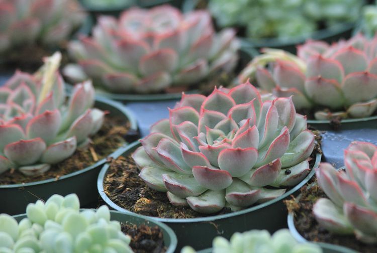 15+ Tanaman Sukulen : Perbedaan, Ciri, Habitat, Jenis (Super Lengkap) 15+ Tanaman Sukulen : Perbedaan, Ciri, Habitat, Jenis (Super Lengkap)